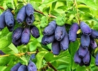 하스카프베리 효능과 섭취 시 주의 점