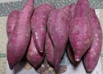 농촌진흥청이 개발한 국내산 고구마의 놀라운 페놀산 효과