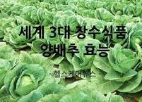  위장의 보약이라 알려진 슈퍼푸드 양배추 효능