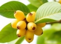 겨울철 최고의 차는 비파나무 잎차다