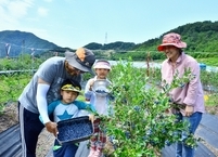 순창군, 블루베리 분양농장 운영 성황리에 종료