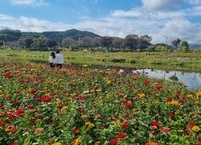 장성 황룡강변에서 가을꽃으로 힐링하다