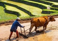 입하(立夏), 부지런한 사람은 오늘부터 여름이다