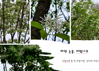 이팝나무 꽃 필 무렵