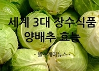 제철 맞은 세계 3대 장수식품 양배추 효능과 부작용