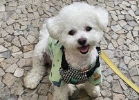 '국제 강아지의날'을 아시나요