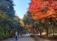 천안독립기념관 오색으로 물든  단풍나무 숲길을 걷다