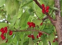 신선이 먹었던 열매 산수유 효능
