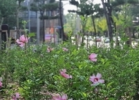 익산시, 무궁화 도시숲 무궁화 만개... 코로나19로 지친 일상 속 휴식공간 제공