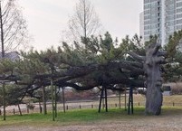 아프고 쓰린 저 상처를 어이하랴