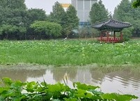 연은 잎도 뿌리도 열매도 보약이다