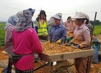 고창군, 풋땅콩 본격 수확 시작... 건강식품으로 인기 소비자 입맛 사로잡아