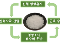 억울한 소금,  어느 정도  먹어야 적당할까요?
