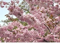 2024 벚꽃 개화 시기 및 축제와 추천 벚꽃 명소