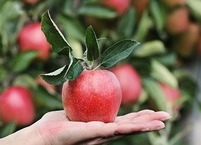 잘못 먹으면 독이 될 수도 있는 사과, 건강하게 먹는 방법