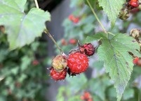 6월 제철 과일 산딸기의 효능
