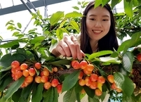 전주시, 맛있고 건강에 좋은 국산 체리 수확체험 프로그램 운영