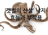 갯벌의 산삼 낙지의 효능과 부작용