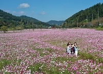 [포토뉴스] 코스모스와 해바라기가 만개한 정읍 장금이 정원