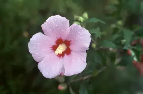 무궁화(無窮花)는 무궁무진한 약이다