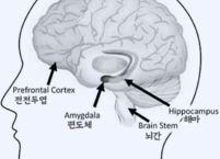 뇌의 의사결정 방식, 이성과 감성의 줄다리기