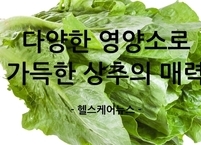 다양한 영양소로 가득한 상추의 매력