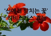 ‘신에게 바치는 꽃’ 히비스커스 효능과 부작용