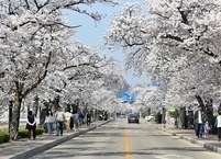 정읍시, 2024 벚꽃축제 28일 개최...축하공연 등 다채로운 프로그램