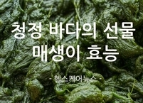 청정 바다의 선물 매생이의 효능과 부작용