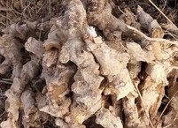토복령(망개뿌리) 효능