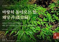 마땅히 돌아오는 잎, 왜당귀