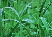 풍성한 수확을 점쳤던 절기, 곡우(穀雨)