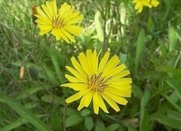 밥상위의 보약 2, 나귀채(那貴菜), 씀바귀 나물