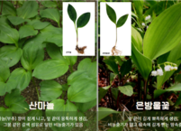 봄철 인기 산마늘(명이나물)의 효능과 안전한 섭취법