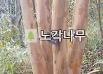 산속의 스님들이 마셨던 건강차, 노각나무