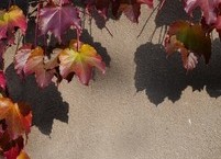 (영미시로의 초대) 피파의 노래, 로버트 브라우닝