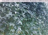 새만금 간척지에서 가장 잘 자라는 친환경 식물 케나프
