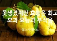 못생겼지만 효능은 최고인 모과 효능