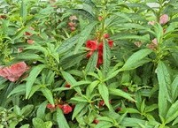 봉황과 신선의 꽃인 봉선화(鳳仙花), 무좀의 특효약이다.