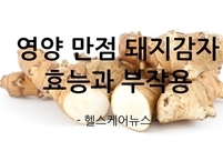 못생겼지만 영양은 만점 돼지감자 효능과 부작용