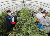 고창 블랙라즈베리(복분자) 추출물, 혈압조절 기능성 인정