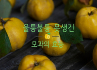 울퉁불퉁 생긴거와 다르게 몸에 좋은 모과 효능