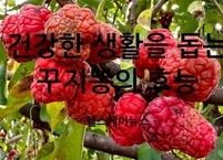 건강한 생활을 돕는 꾸지뽕의 효능