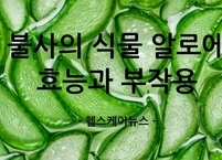 ‘불사의 식물’ 알로에 효능과 부작용