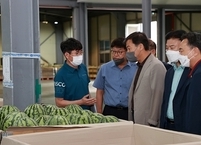 고랭지에서 자란 ‘진안고원 명품수박’ 본격 출하!