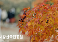 [마음 건강] 자연의 감동을 담은 내장산,  마음을 치유하다! ​