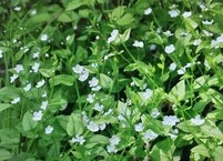 꽃도 청순하고 약효도 좋은 참꽃마리 효능