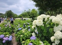 공주 유구 색동수국정원을 가다