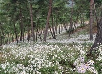  정읍구절초 정원을 걷다