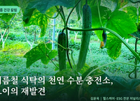 여름철 식탁의 천연 수분 충전소, ‘오이’의 재발견